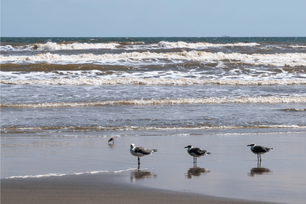 Sea Gull Shores Pocket Park 1 is a great beach on Galveston Island to bring the whole family.